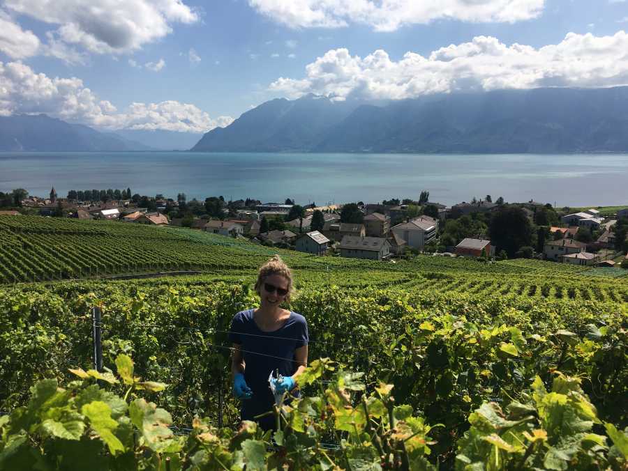 collecting grapes